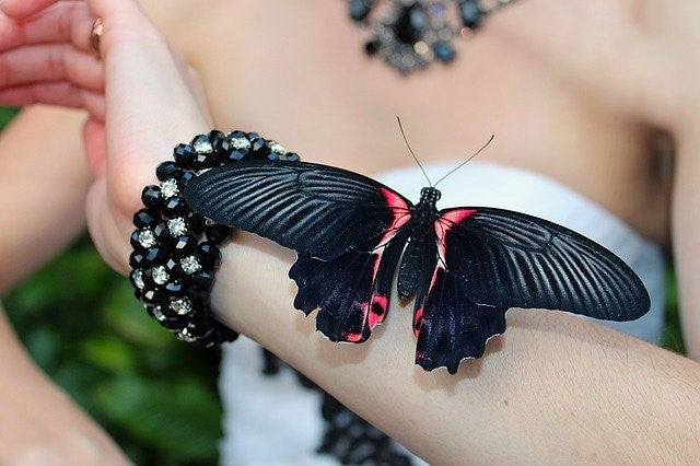 Butterfly Charm Bracelets-- Perch this Butterfly Charm bracelet around your wrist for luck.